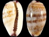 Cypraea fimbriata