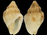 Euplica varians