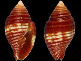 Pseudonebularia cucumerina