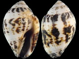 Variation27280