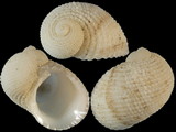 Variation27289
