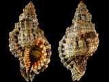 Cymatium nicobaricum