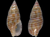 Metanachis marquesa