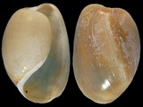 Haminoea cymbalum