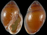 Pedipes affinis