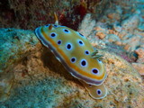 Chromodoris geminus