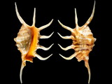 Variation37341