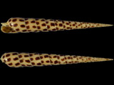 Variation1736