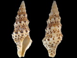 Turris spectabilis