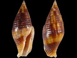 Nebularia chrysostoma