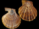 Variation27414
