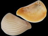 Crassatella radiata