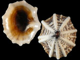 Variation47462