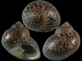 Monodonta canalifera