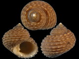 Clanculus microdon