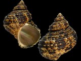 Variation27486