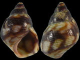 Variation37488