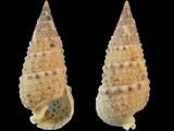 Rhinoclavis sinensis