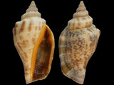 Canarium urceus