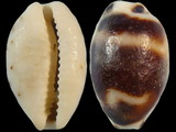 Cypraea ursellus