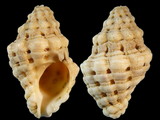 Muricodrupa fenestrata