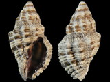 Drupella margariticola