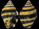 Engina mendicaria