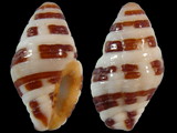 Engina zonalis