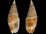 Mitrella ligula