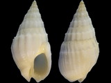 Variation17553