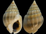 Nassarius acuticostus