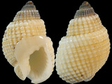 Nassarius albescens