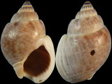 Nassarius limnaeformis