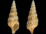 Lophiotoma cingulifera