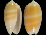 Oliva carneola