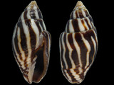 Strigatella paupercula