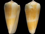 Conus magus