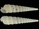 Variation37584
