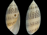 Variation27585