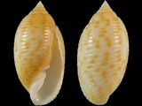 Pupa affinis