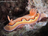 Chromodoris coi