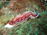 Chromodoris reticulata