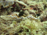 Glossodoris atromarginata