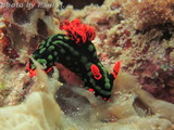 Nembrotha kubaryana