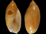 Ancilla acuminata