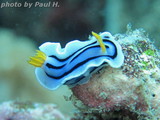 Chromodoris lochi