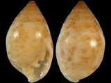 Pythia scarabaeus