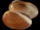 Variation27621