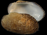 Variation37623