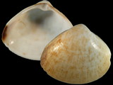 Mactra maculata